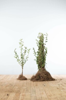 Troène commun Ligustrum vulgare 'Atrovirens' Haie 60-80 Racines nues Troène / Ligustrum Vulgare Atrovirens 60-80 cm