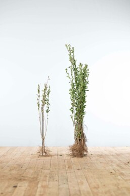 Troène commun Ligustrum vulgare 'Atrovirens' Haie 80-100 Racines nues Troène / Ligustrum Vulgare Atrovirens 80-100 cm