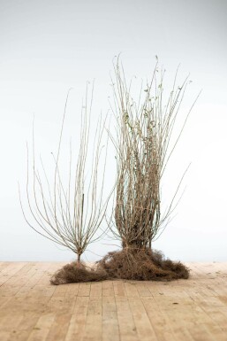 Troène commun Ligustrum vulgare Haie 100-125 Racines nues Troène Commun / Ligustrum Vulgare 100-125 cm