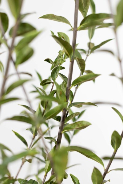 Troène Commun / Ligustrum Vulgare 100-125 cm