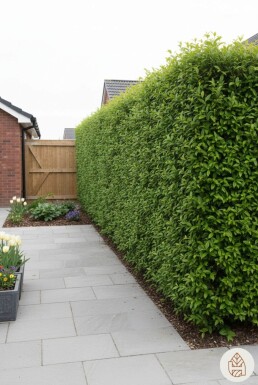 Troène Commun / Ligustrum Vulgare 100-125 cm - Racines nues