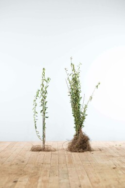 Troène commun Ligustrum vulgare Haie 40-60 Racines nues Troène Commun / Ligustrum Vulgare 40-60 cm