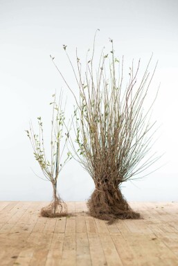 Troène Commun / Ligustrum Vulgare 60-80 cm