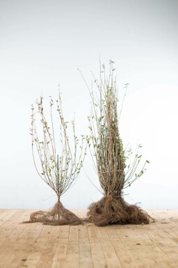 Troène commun Ligustrum vulgare Haie 80-100 Racines nues Troène Commun / Ligustrum Vulgare 80-100 cm