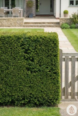 Taxus baccata 'Fastigiata Robusta' arbuste 20-30 cm C1