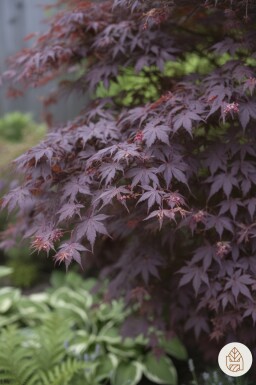 Acer palmatum 'Bloodgood' arbuste 60-80 cm