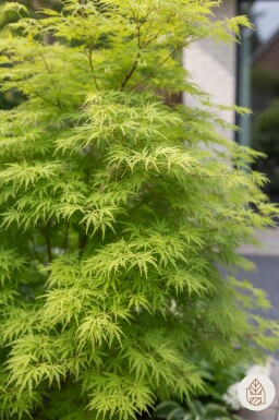 Acer palmatum 'Seiryu' arbuste 50-60 cm