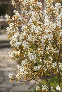 Amelanchier lamarckii arbuste 100-125 cm