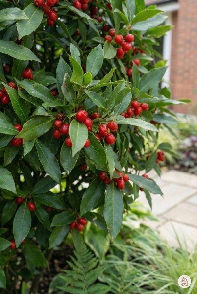 Aucuba japonica 'Rozannie' arbuste 20-30 cm