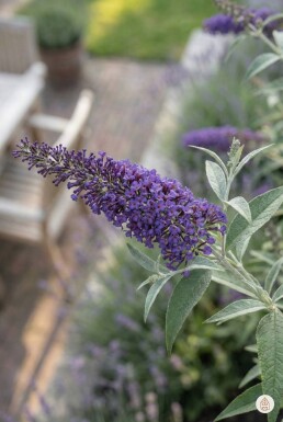 Buddleja davidii 'Nanho Blue' arbuste 80-100 cm