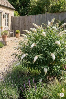 Buddleja davidii 'White Profusion' arbuste 30-40 cm
