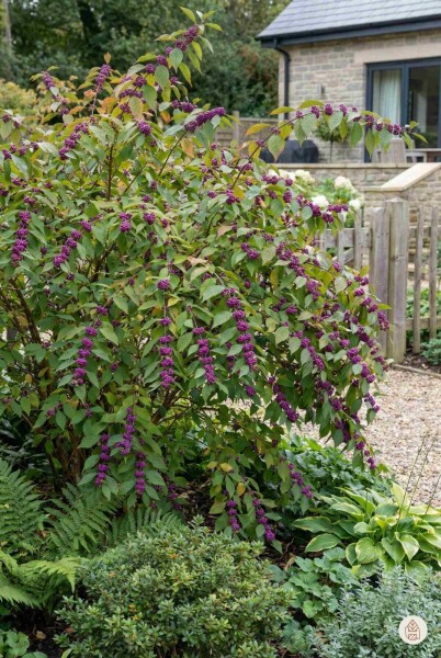 Callicarpa bodinieri 'Profusion' arbuste 20-30 cm