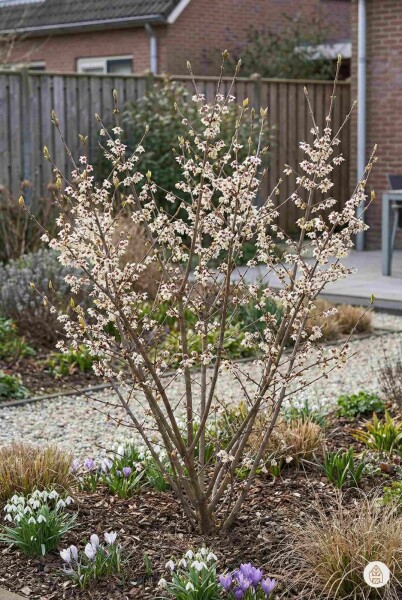 Chimonanthus praecox arbuste 40-50 cm