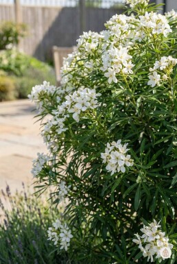 Choisya ternata 'Aztec Pearl' arbuste 20-25 cm