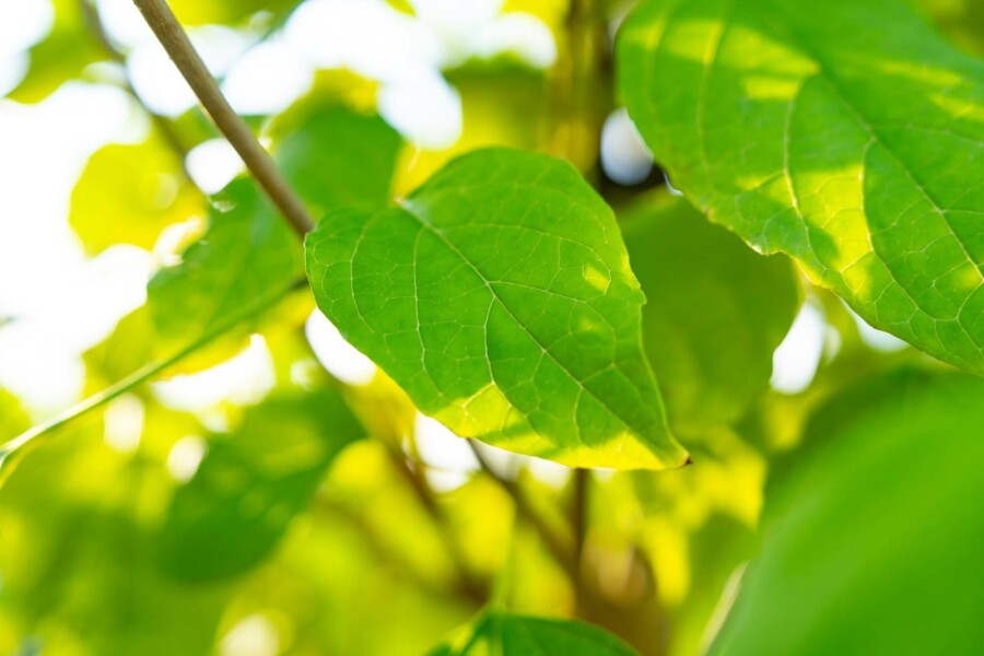 clérodendron trichotome Clerodendrum trichotomum arbuste 50-60 C5 Clerodendrum trichotomum arbuste 50-60 cm