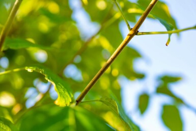 clérodendron trichotome Clerodendrum trichotomum arbuste 50-60 C5 Clerodendrum trichotomum arbuste 50-60 cm
