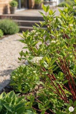 Cornus alba 'Sibirica' arbuste 40-60 cm