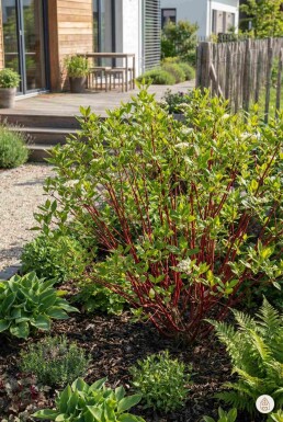 Cornus alba 'Sibirica' arbuste 40-60 cm