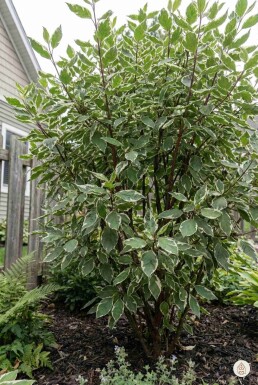 Cornus alba 'Sibirica Variegata' arbuste 50-60 cm