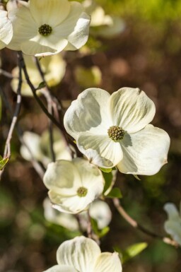 cornouiller fleuri Cornus florida arbuste 40-45 C3 Cornus florida arbuste 40-45 cm
