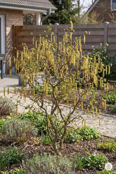 Corylus avellana 'Contorta' arbuste 80-100 cm