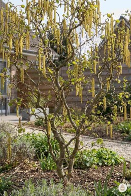 Corylus avellana 'Contorta' arbuste 60-70 cm