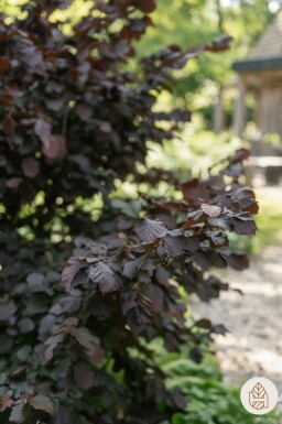 Corylus avellana 'Rode Zellernoot' arbuste 125-150 cm