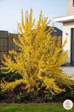 Forsythia intermedia 'Weekend' arbuste 50-60 cm