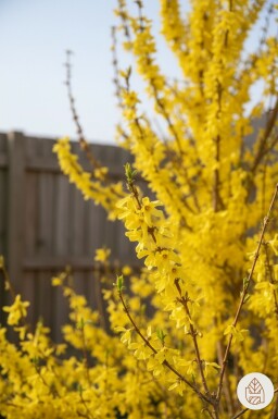 Forsythia intermedia 'Weekend' arbuste 50-60 cm