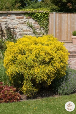 Genista lydia arbuste 30-40 cm