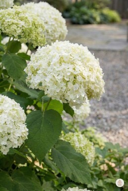 Hydrangea arborescens 'Annabelle' arbuste 20-25 cm
