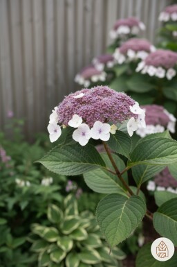Hydrangea aspera 'Macrophylla' arbuste 20-30 cm
