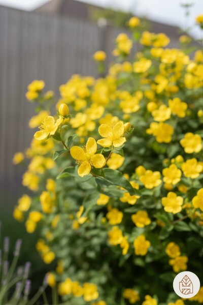 Hypericum 'Hidcote' arbuste 20-30 cm
