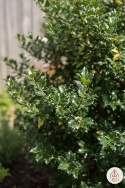 Ilex meserveae 'Blue Princess' arbuste 30-40 cm