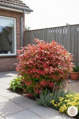 Nandina domestica 'Firepower' arbuste 30-35 cm
