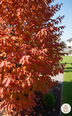 Parrotia persica arbuste 60-80 cm