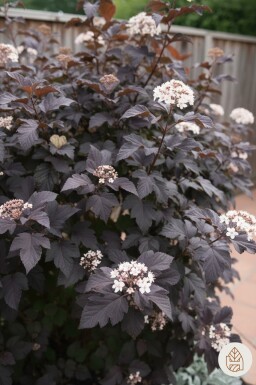 Physocarpus opulifolius 'Diabolo' arbuste 40-60 cm