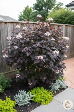 Physocarpus opulifolius 'Diabolo' arbuste 40-60 cm