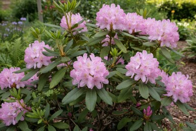Rhododendron ponticum 'Roseum' arbuste 30-40 cm