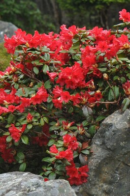 Rhododendron Rhododendron 'Scarlet Wonder' arbuste 20-25 C2 Rhododendron 'Scarlet Wonder' arbuste 20-25 cm