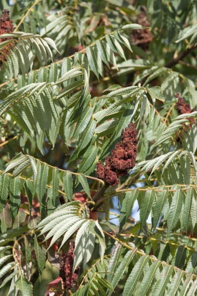 Rhus typhina 'Dissecta' C20 100-125