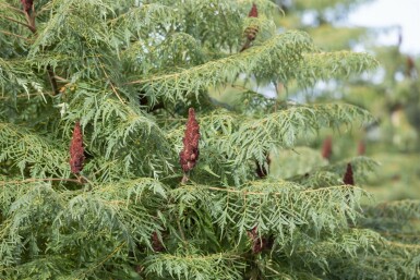 Rhus typhina 'Dissecta' C20 100-125