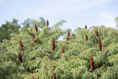 Rhus typhina 'Dissecta' C20 100-125