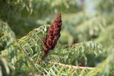 Rhus typhina 'Dissecta' C20 100-125