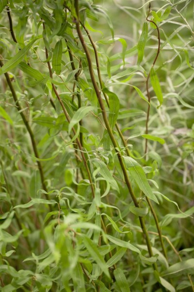 Salix babylonica 'Tortuosa' C2 40-60
