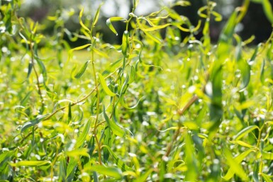 Salix babylonica 'Tortuosa' C2 40-60
