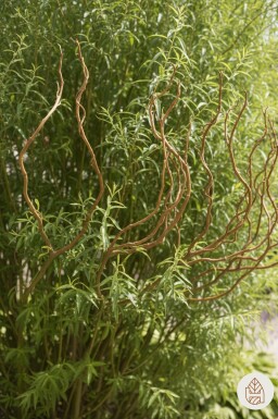 Salix babylonica 'Tortuosa' arbuste 40-60 cm