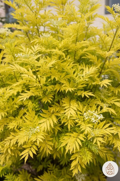 Sambucus nigra 'Golden Tower' arbuste 30-40 cm