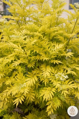 Sambucus nigra 'Golden Tower' arbuste 30-40 cm