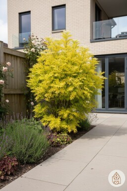 Sambucus nigra 'Golden Tower' arbuste 30-40 cm